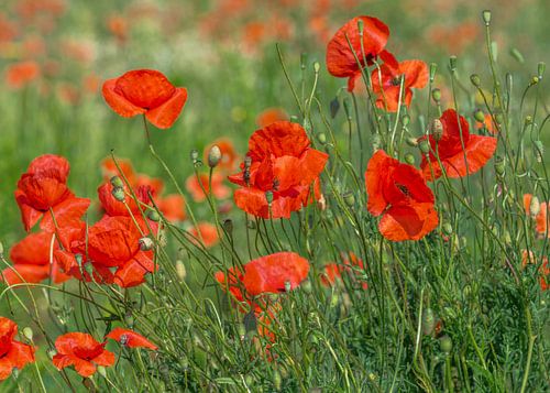 Un champ de coquelicots rouges