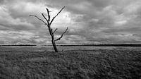 nationaal park de hoge veluwe