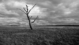 nationaal park de hoge veluwe von bart vialle