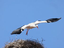 Departure-the flying stork. Vertrek-de vliegende ooievaar.   Départ-la cigogne volante by Christina Bauer Photos