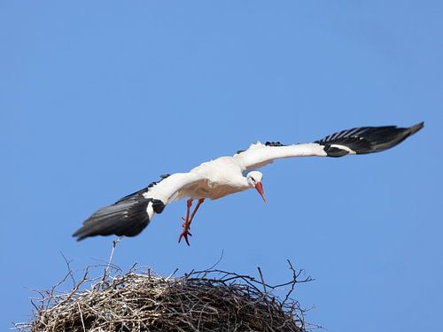 Départ - la cigogne volante. Vertrek-de vliegende ooievaar.   Départ-la cigogne volante