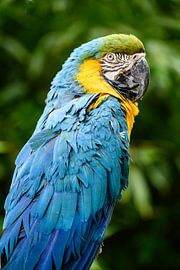 Perroquet Ara ararauna