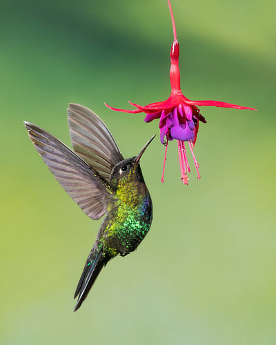 Hummingbird with a flower
