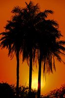 Tropical sunset