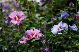 Hibiscusbloem (Hibiscus), Noord-Duitsland, Duitsland