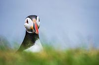 Papageientaucher im Gras