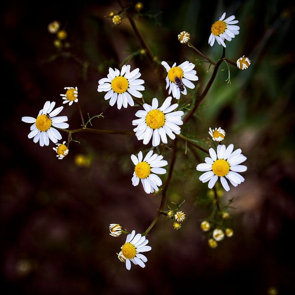 Kamille van Rob Boon