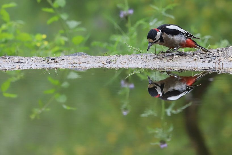Buntspecht von Karin van Rooijen Fotografie