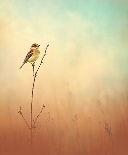 Oiseau dans un brouillard coloré
