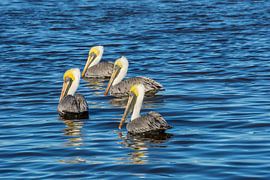 USA, Florida, Four brown pelicans swimming in the water in warm sunlight by adventure-photos