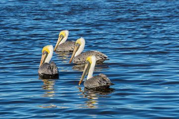 USA, Floride, Quatre pélicans bruns nageant dans l'eau à la lumière du soleil. sur adventure-photos
