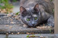 Jagende kat