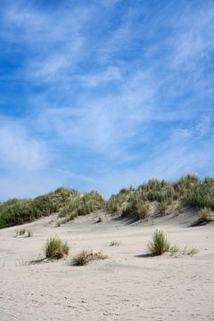 Duingras op het strand van Baltrum van Anja B. Schäfer