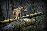 Wolf op een mistige en regenachtige dag van Margaretha Gerritsen thumbnail