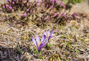 Frühlingshafte Berglandschaft im Wettersteingebirge mit grünen Wiesen und markanten Gipfeln. von Miriam Schwarzfischer Fotografie