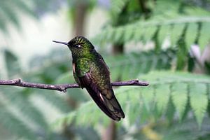 Kolibri von Antwan Janssen