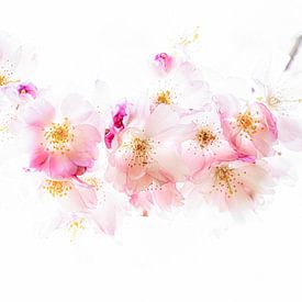 Kirschblüte #4 von Lex Schulte