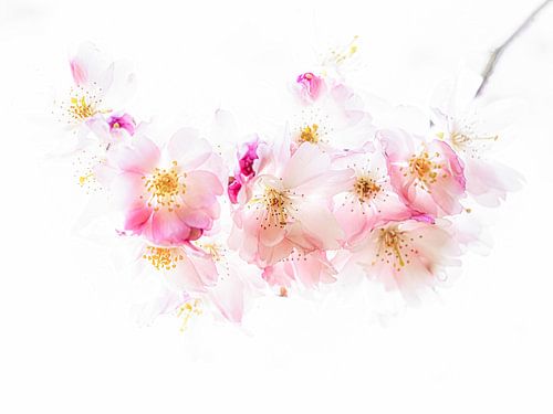 Kirschblüte #4