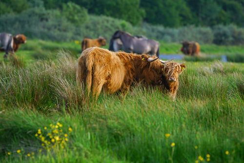 Schotse hooglanders op Lentevreugd