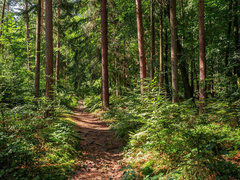 Spitzsteinweg, Sächsische Schweiz - Waldweg nahe Katzstein von Pixelwerk