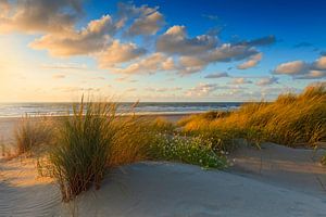 coucher de soleil derrière les dunes hollandaises