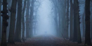 Misty Forest Mildenburg Panorama by Vincent Fennis