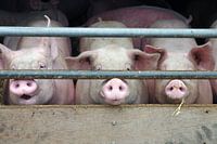 Drie varkens in de schuur