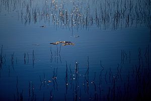 Lilie im Wasser