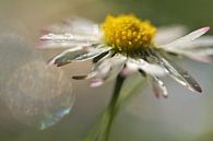 Madeliefje in bloei van Marjo Snellenburg thumbnail