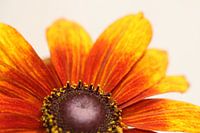 Rudbeckia