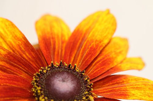 Rudbeckia (zonnehoedje)