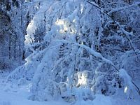Winter forest (