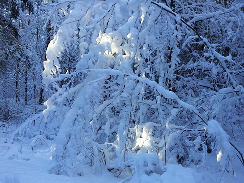 Winter forest (