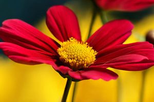 Cosmea