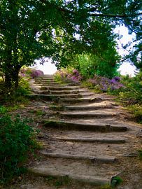 stairs up in the heathland on the postbank by Annemieke de Boer