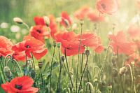 Coquelicots III