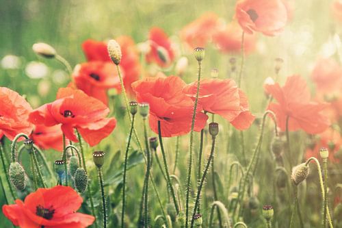 Coquelicots III