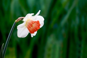 Narcis sur Henk Langerak