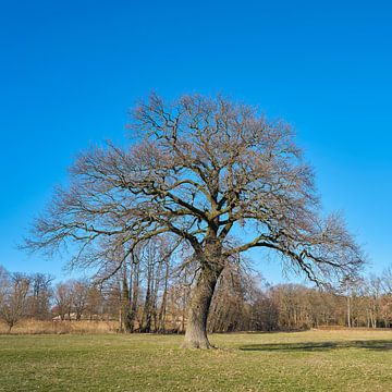 Oude eik bij Flechtingen van Heiko Kueverling