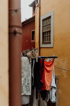 Katze auf Wäscheleine von Marjolein Dieleman
