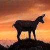 Chamois in evening light by Dieter Meyrl