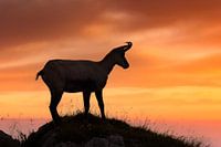 Gämse im Abendlicht