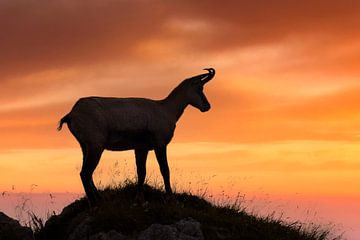 Gämse im Abendlicht von Dieter Meyrl