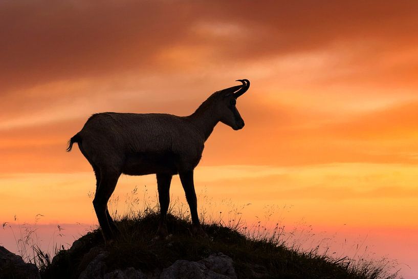Chamois in evening light by Dieter Meyrl