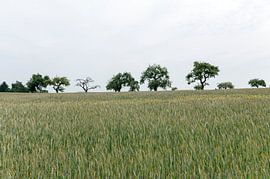 Weizenfelder Luxemburg von Richard Wareham