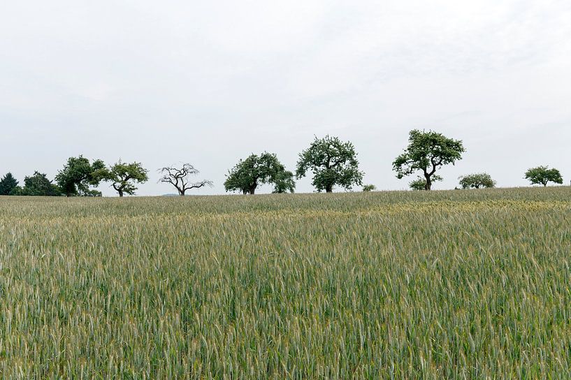 Wheat fields Luxembourg by Richard Wareham