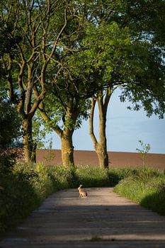 Gingelom - Hase vorbei