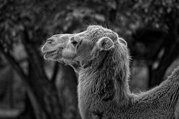Kamel von Rob Boon