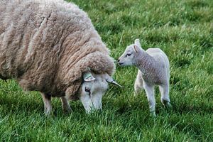 schaap en lammetje: lente