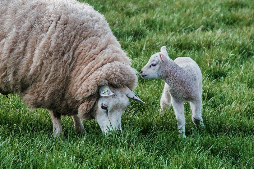 Schafe und Lämmer: Frühling von jan van de ven